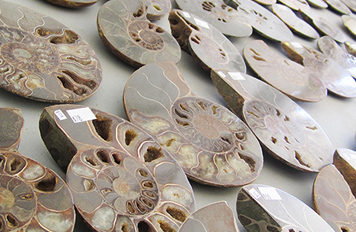 アンモナイトの化石