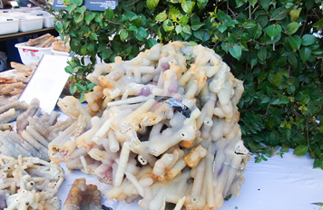 竹（バンブー）の化石