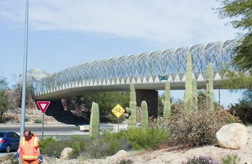 道路わきにサボテン