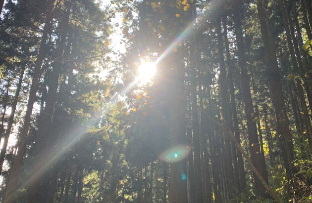 太陽光による浄化方法